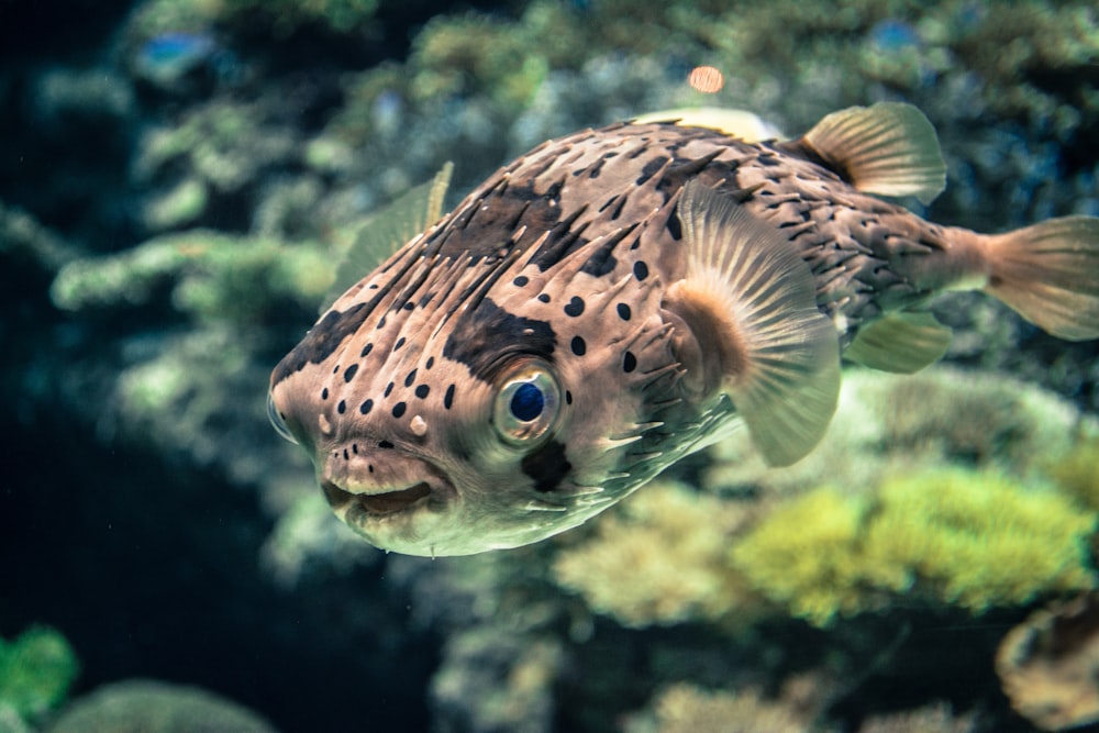 gray and black fish