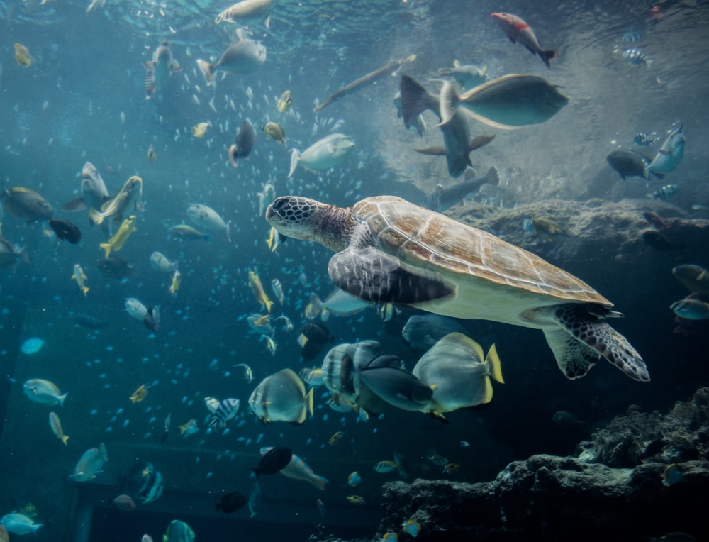 underwater photography of gray turtle