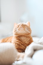 short-coated orange and white cat