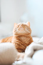 short-coated orange and white cat