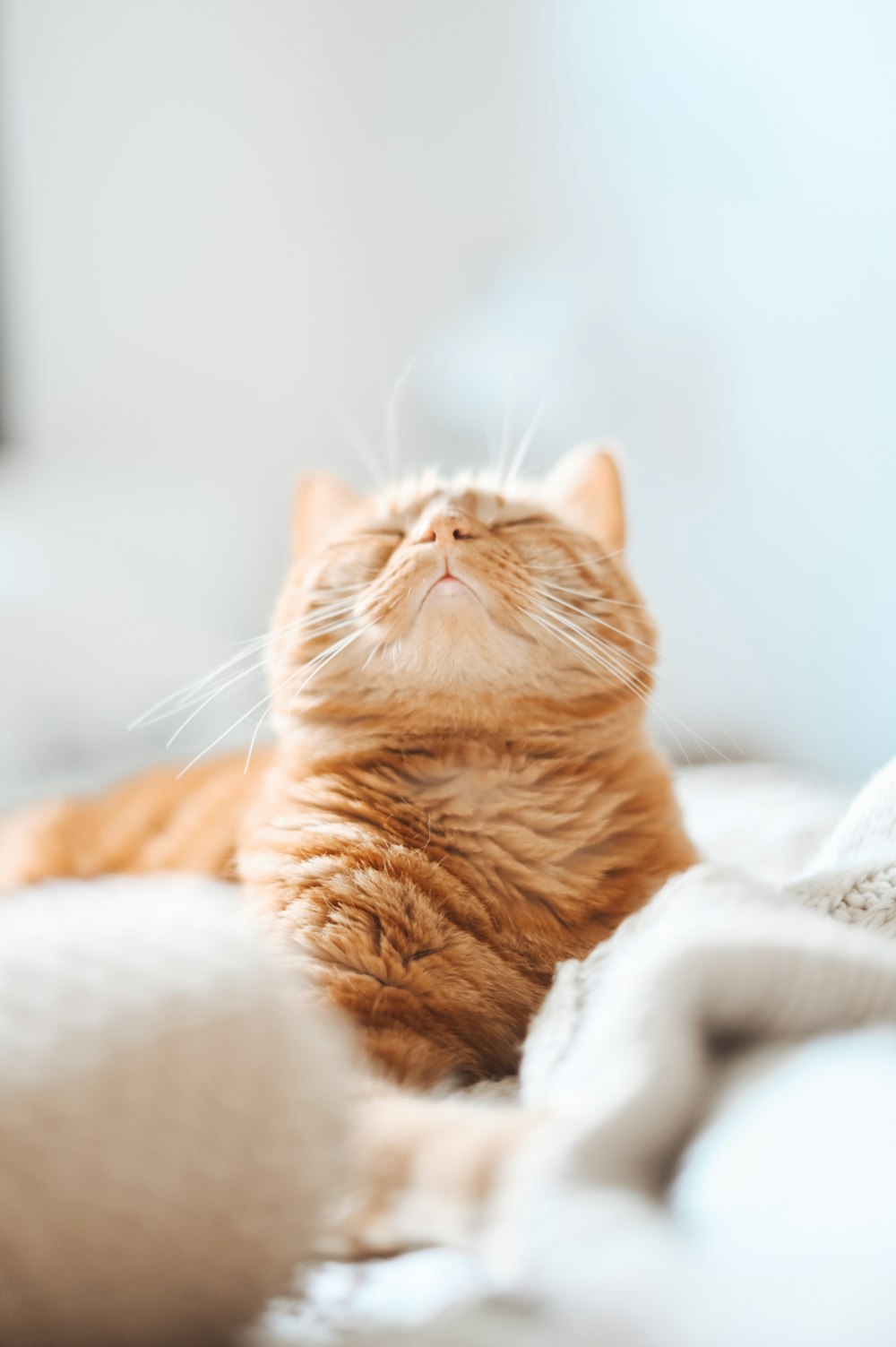 short-coated orange and white cat