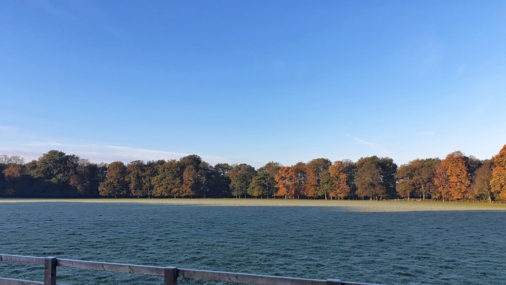 lake surrounded by forests