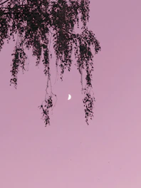 A calm scene of a person meditating at sunset under a crescent moon.