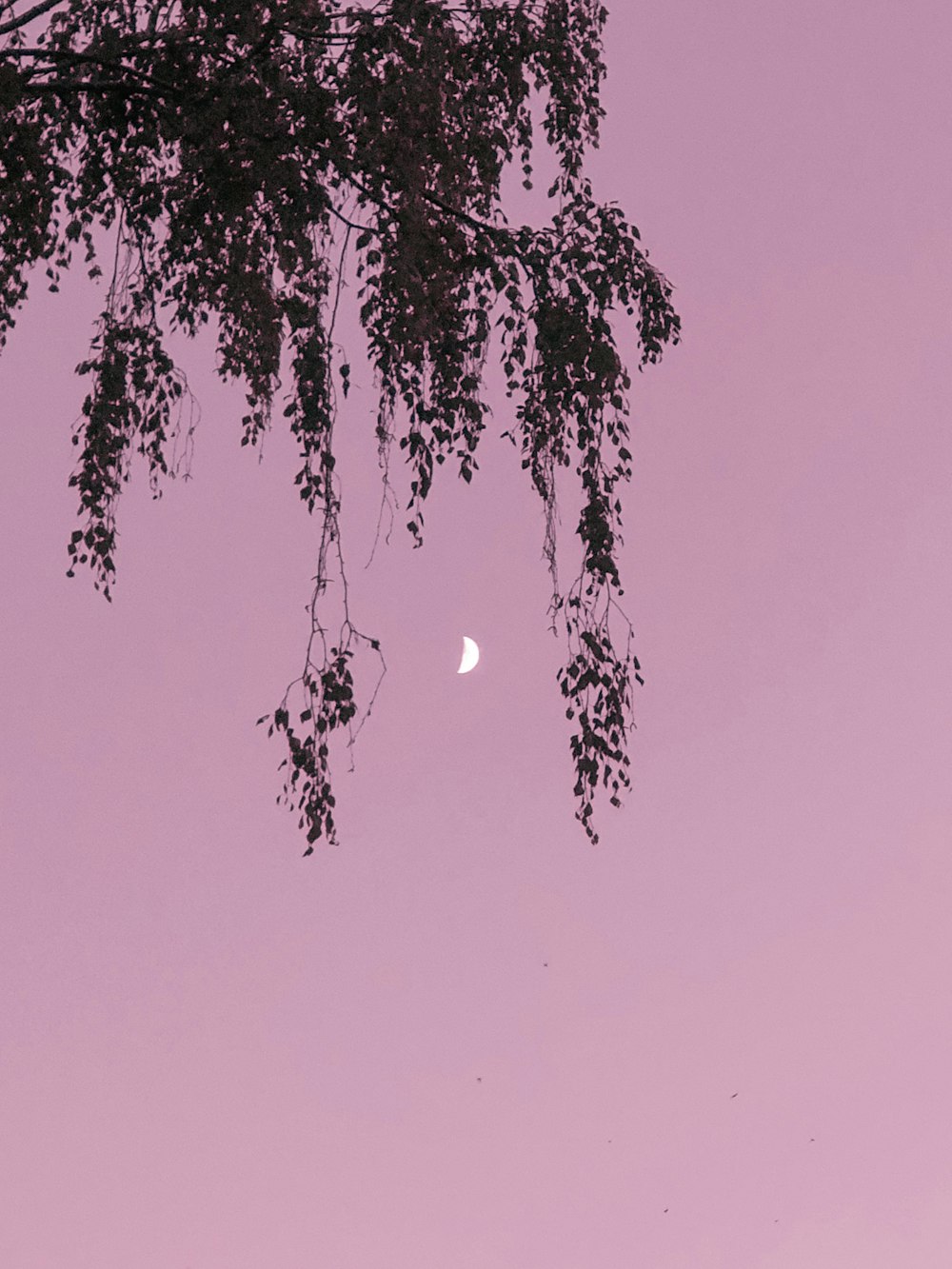 a tree with a half moon in the sky