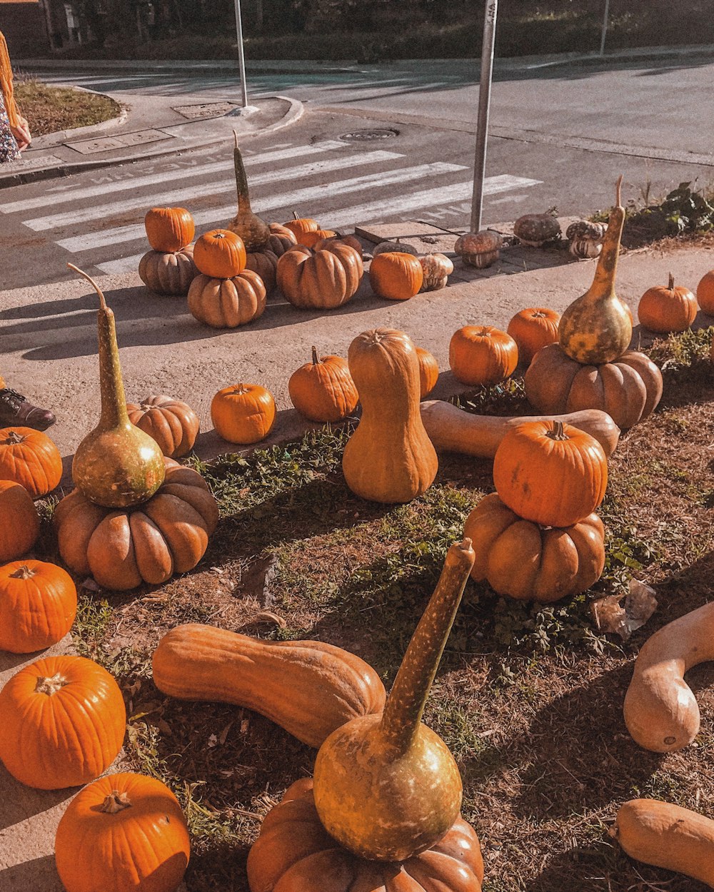 orange pumpkins on ground