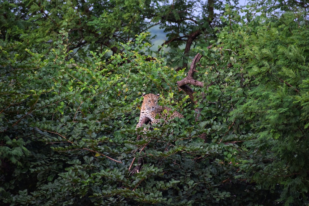 brown lioness in the middle of forest