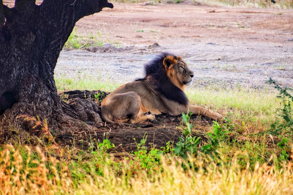 lion under tree