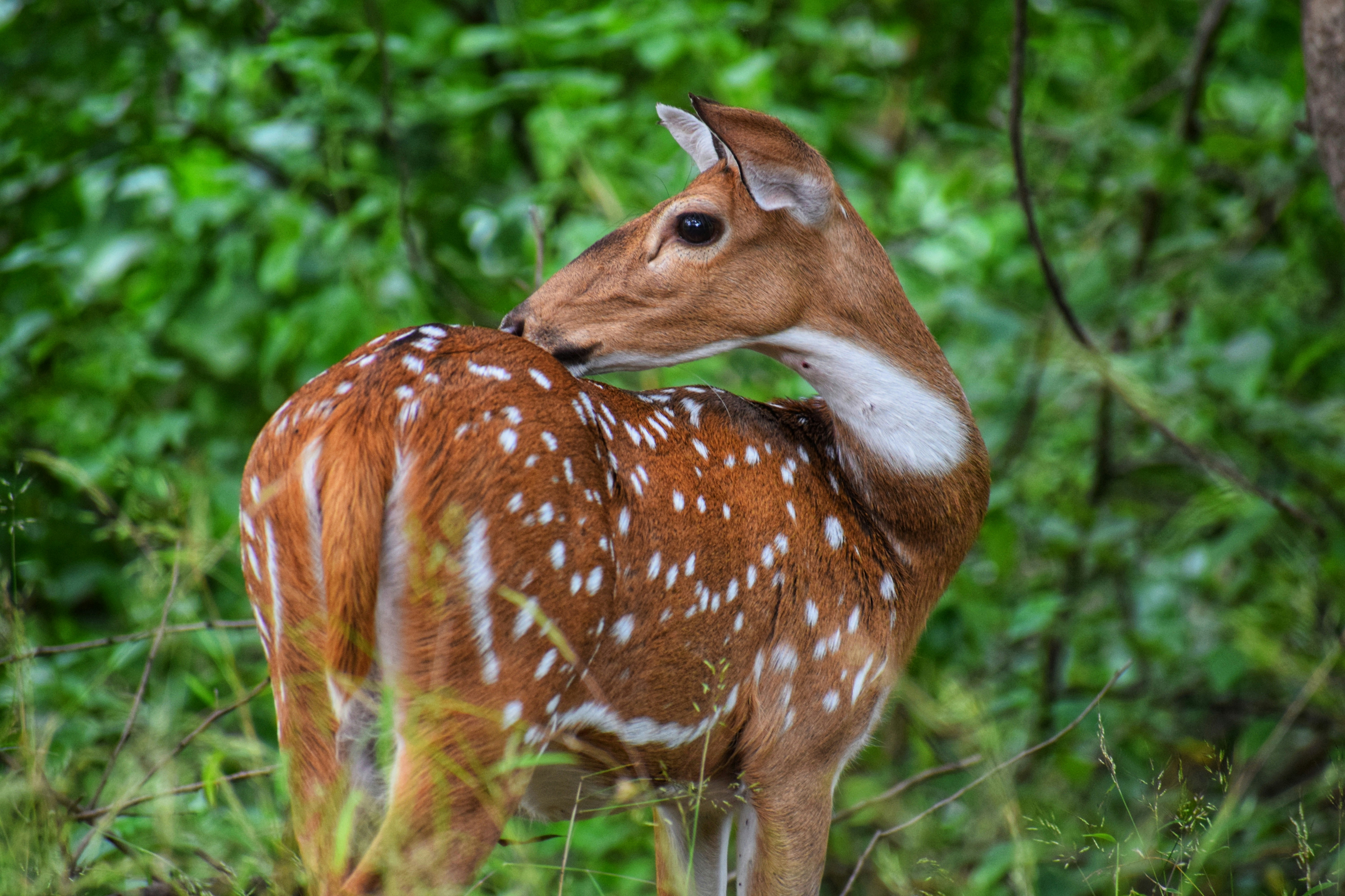 Photo by madhavanmalolan