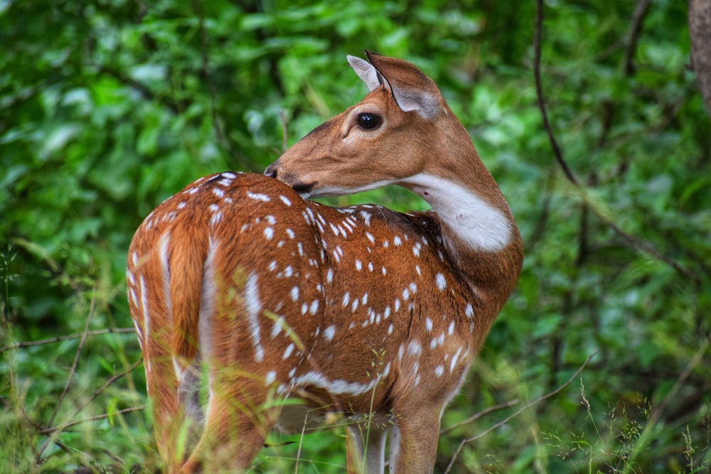 photo of brown and white deer