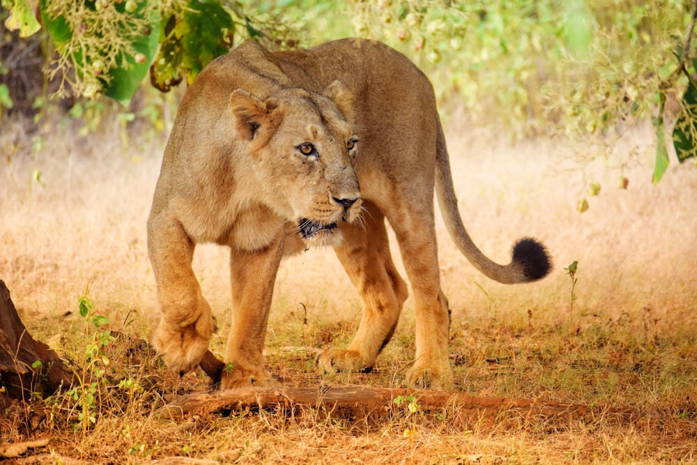 lioness under tree