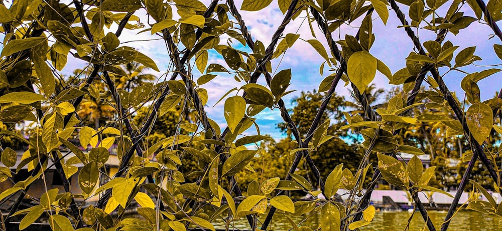 green leafy plant on a black fence