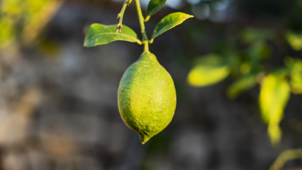 frutta verde rotonda