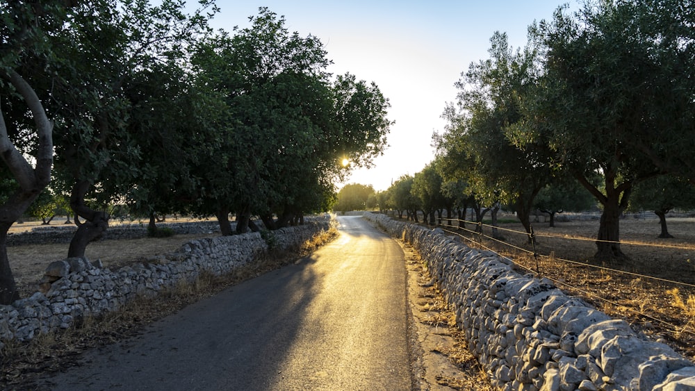 gray road with no vehicle surrounded with tall and green trees during daytime