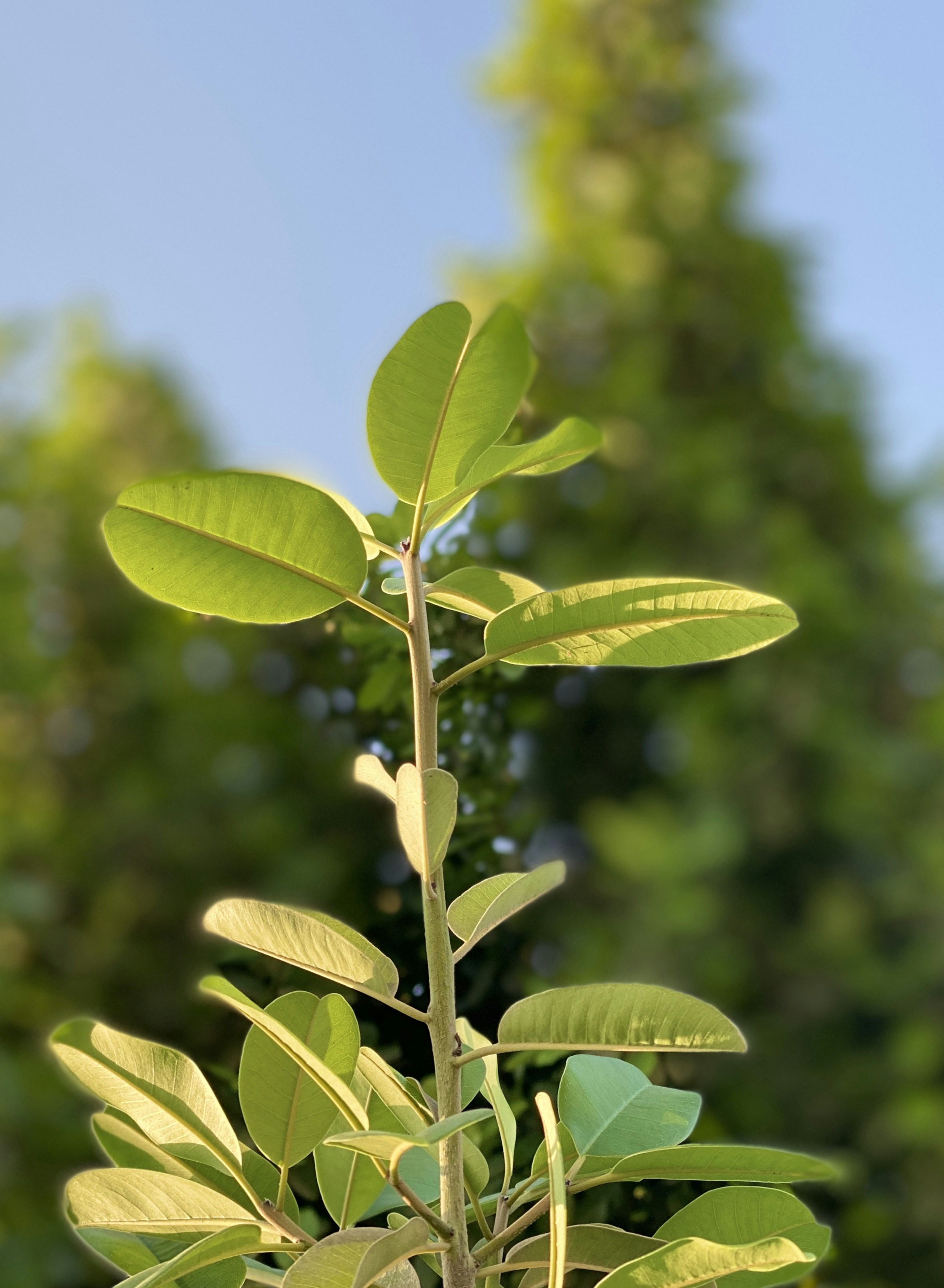 Photo by safdarramdani