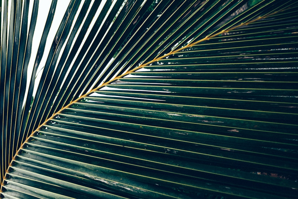 close up photography of coconut leaf