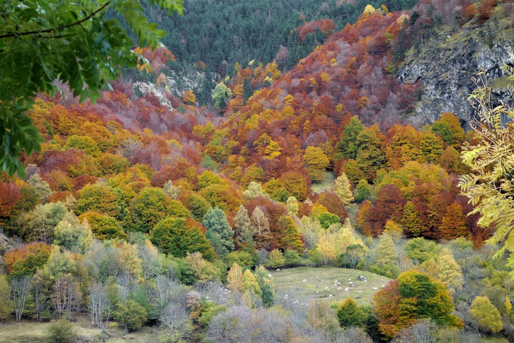 a forest filled with lots of colorful trees