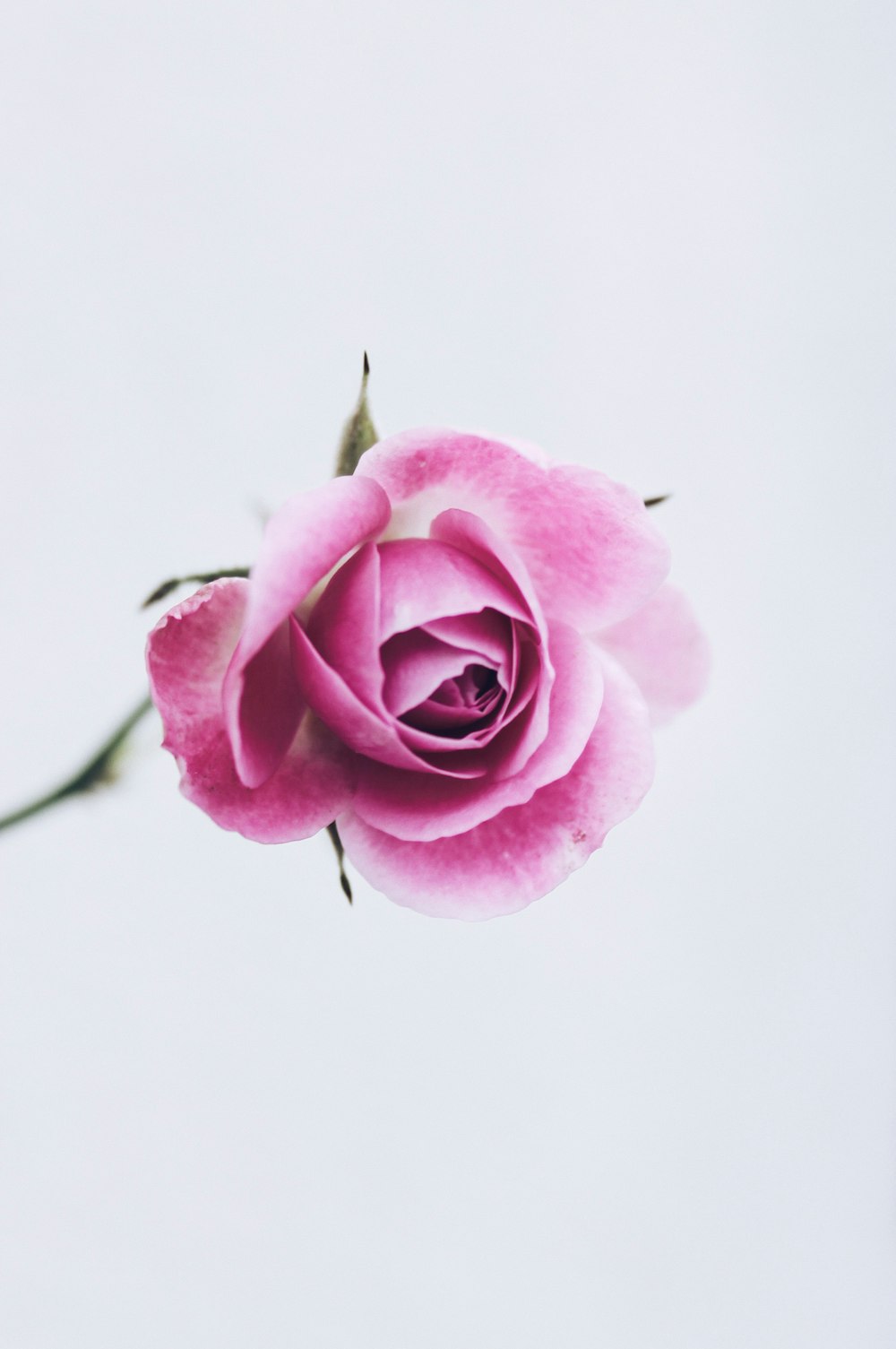 ピンクのバラの花の写真 Unsplashの無料花写真