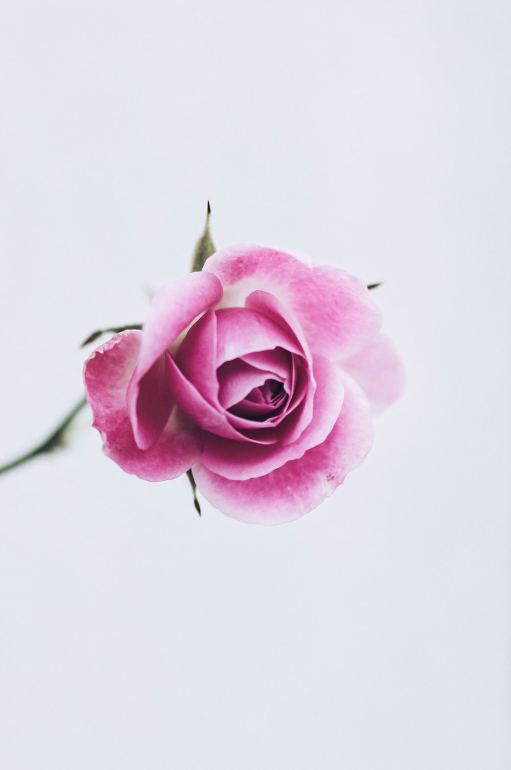 pink rose flower