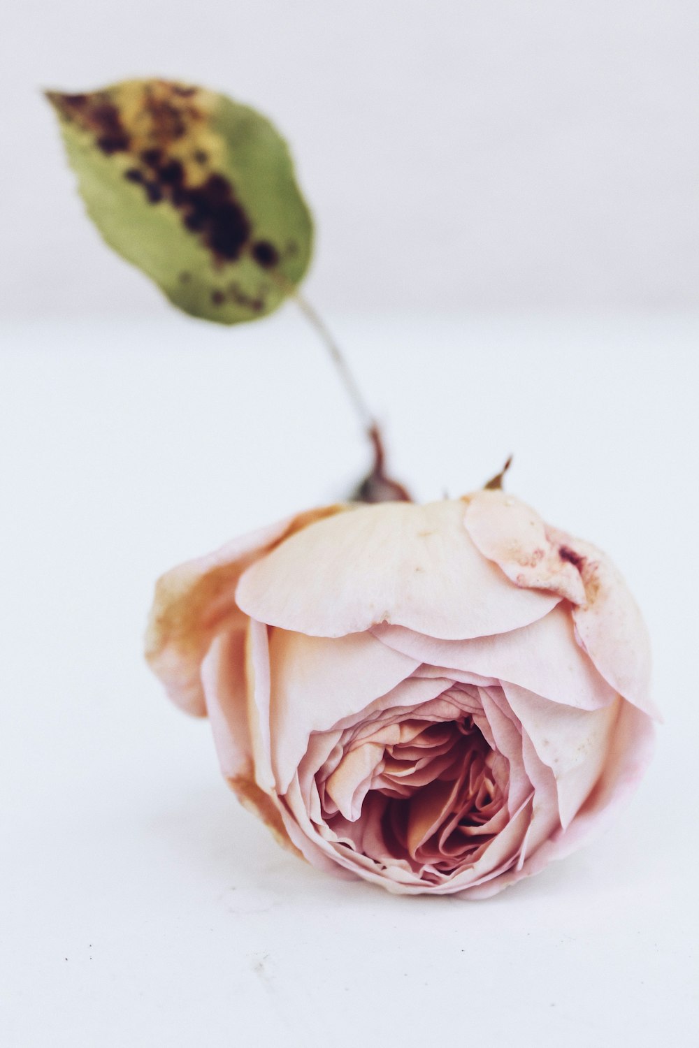 pink petaled flower