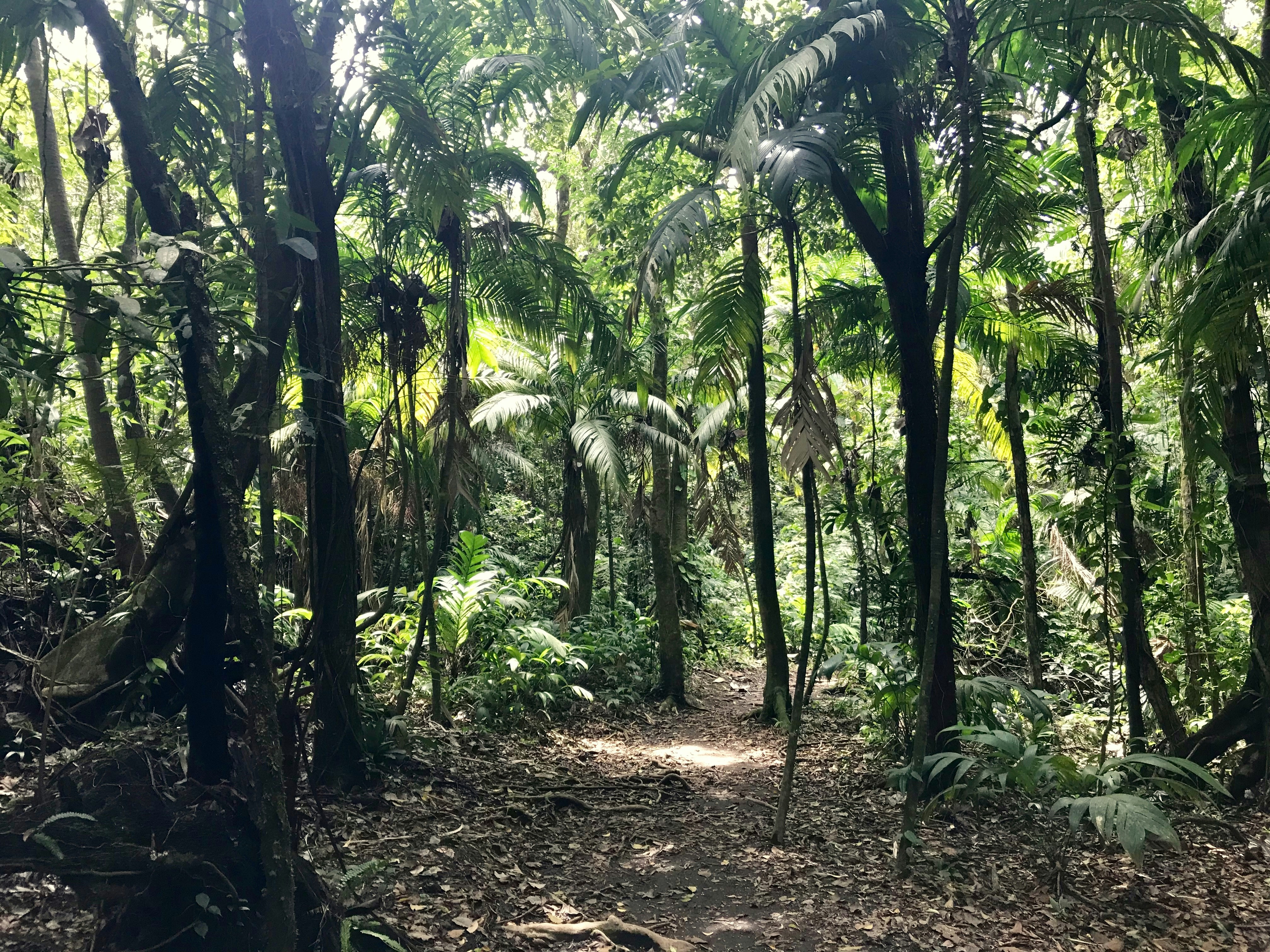 pathway surrounded with coconut and green trees during daytime, Jungle