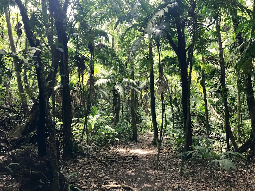 pathway surrounded with coconut and green trees during daytime