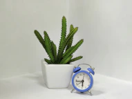 succulent in white ceramic vase beside blue alarm clock