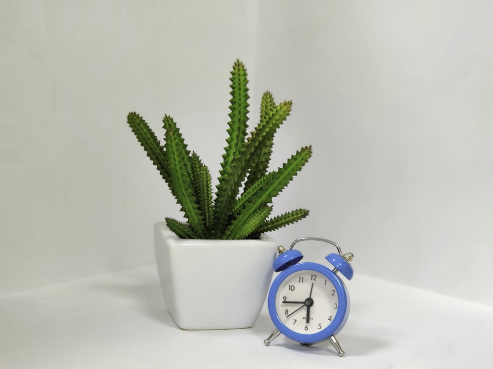 succulent in white ceramic vase beside blue alarm clock