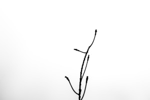 Intertwined Lines