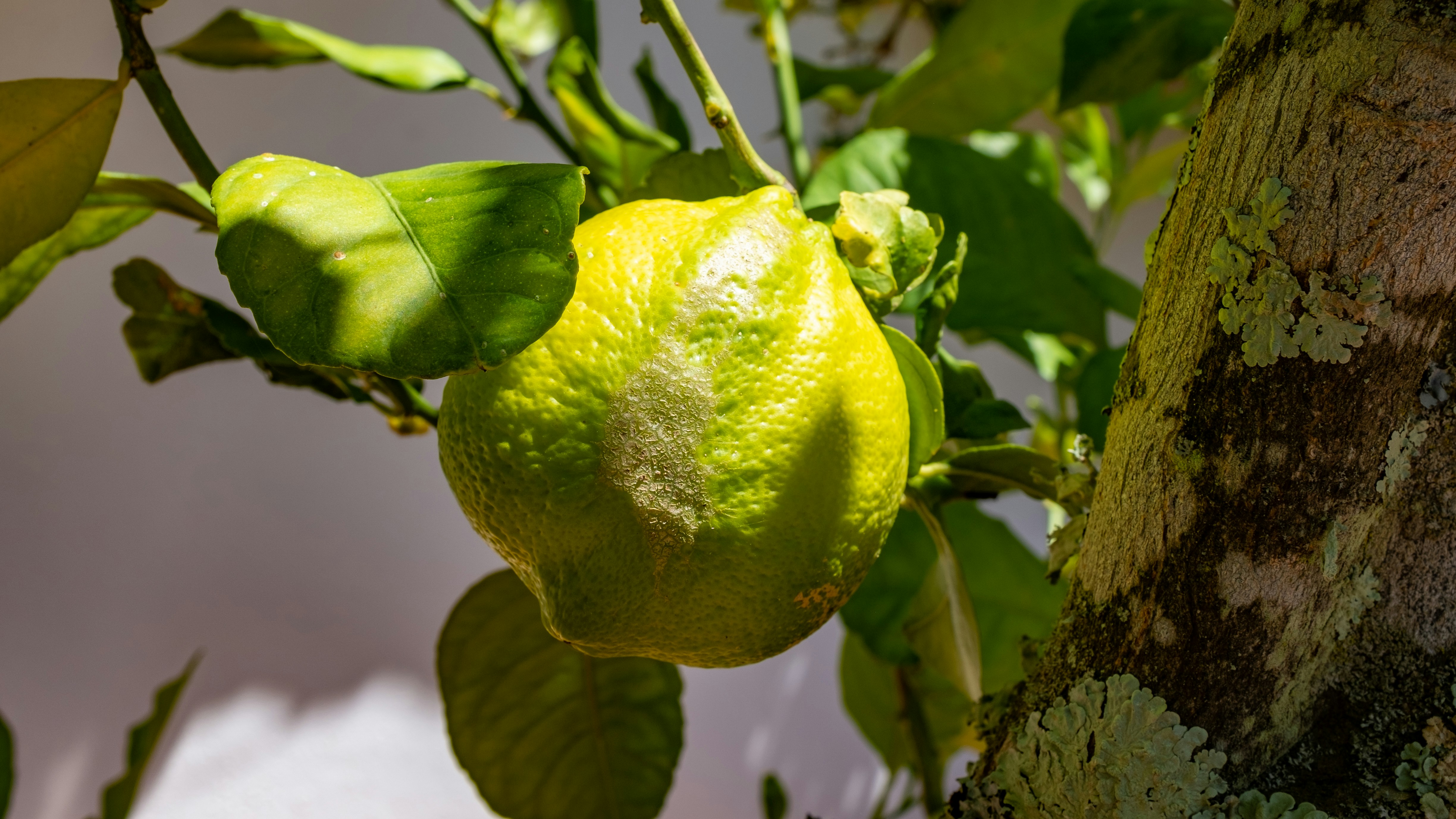 Photo by gunnarridder