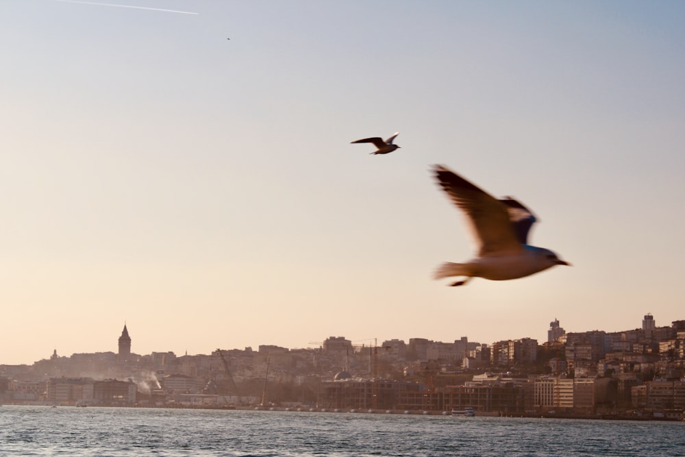 birds in flight over body of water