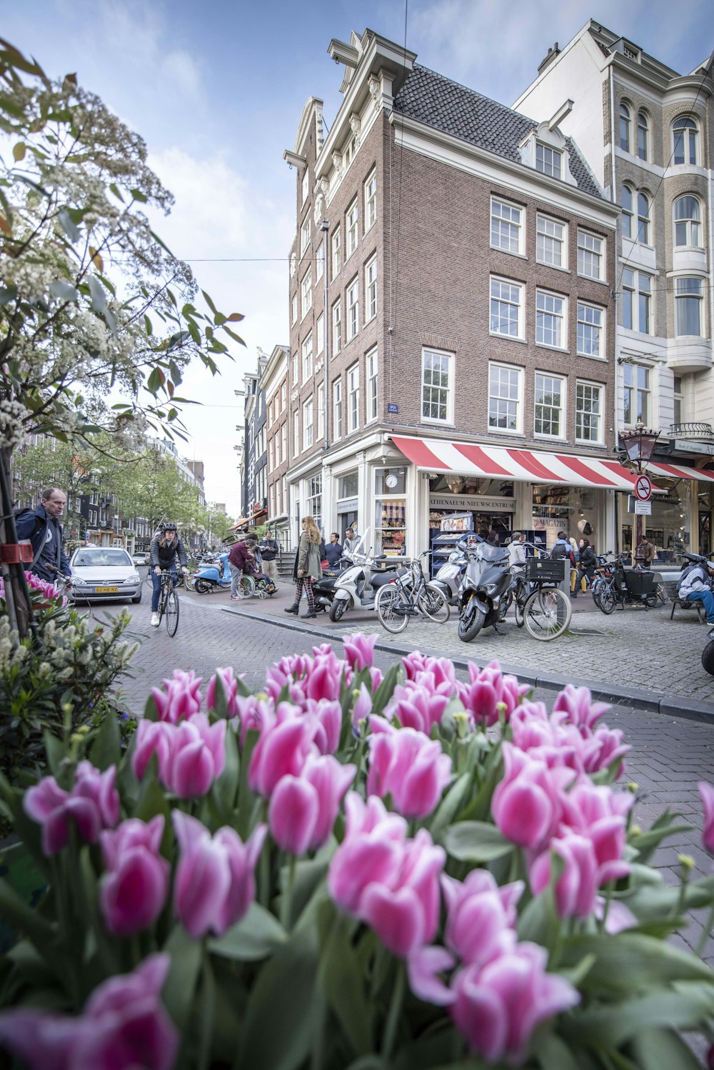 purple tulips