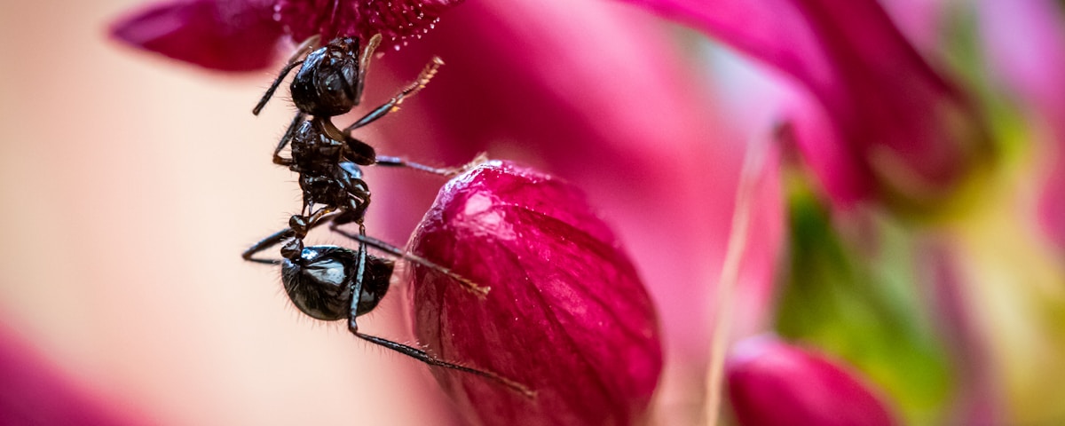 black ant on red flower