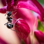 black ant on red flower