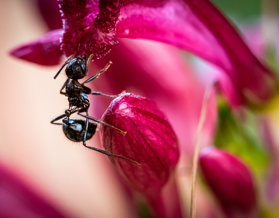 black ant on red flower