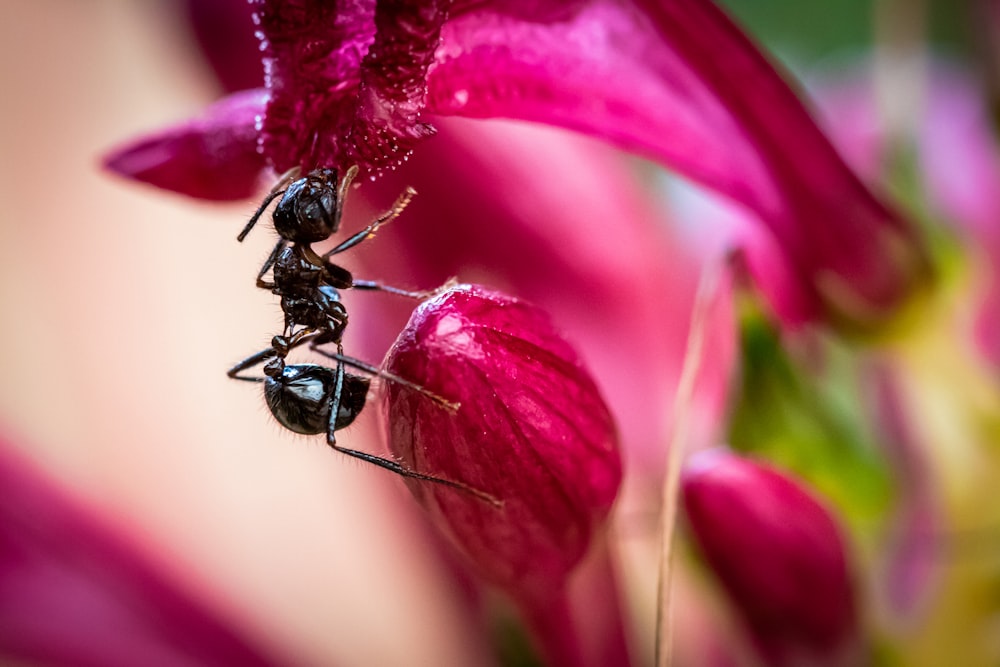 hormiga negra sobre flor roja