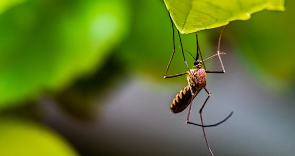 Learn About Mosquitoes by NE Region Pest Control