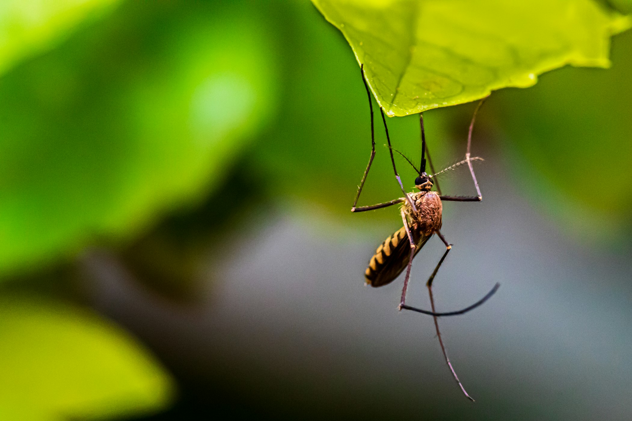 A mosquito on a leaf in India (Syed Ali via Unsplash)