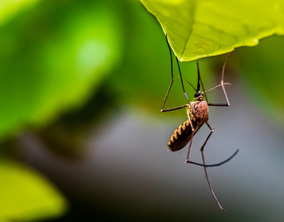 brown and black insect