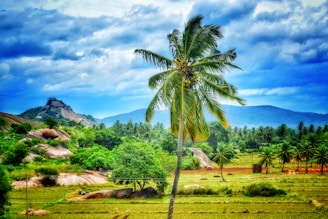 Palm Crest oil farm land showing tall palm trees and rich green foliage.