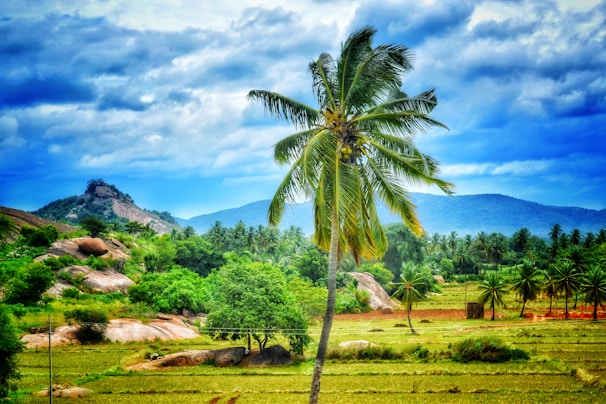 Palm Crest oil farm land showing tall palm trees and rich green foliage.