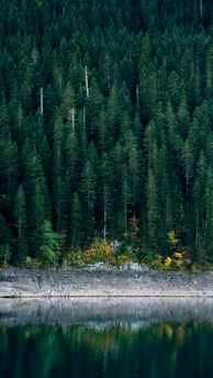 pine trees