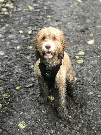 beige dog sitting on ground