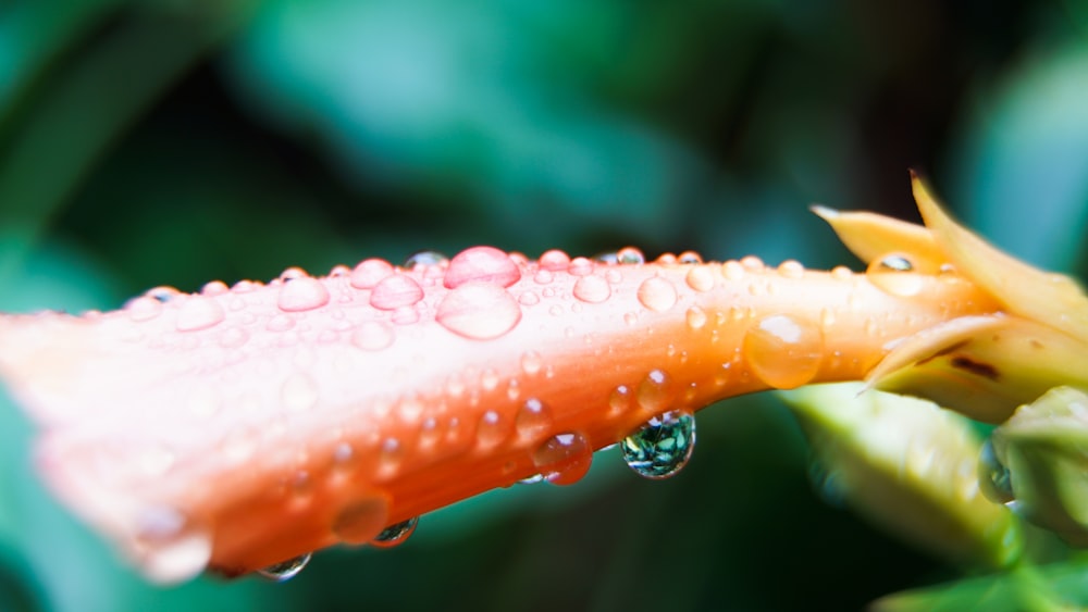 macro photography of water drops on orange flower