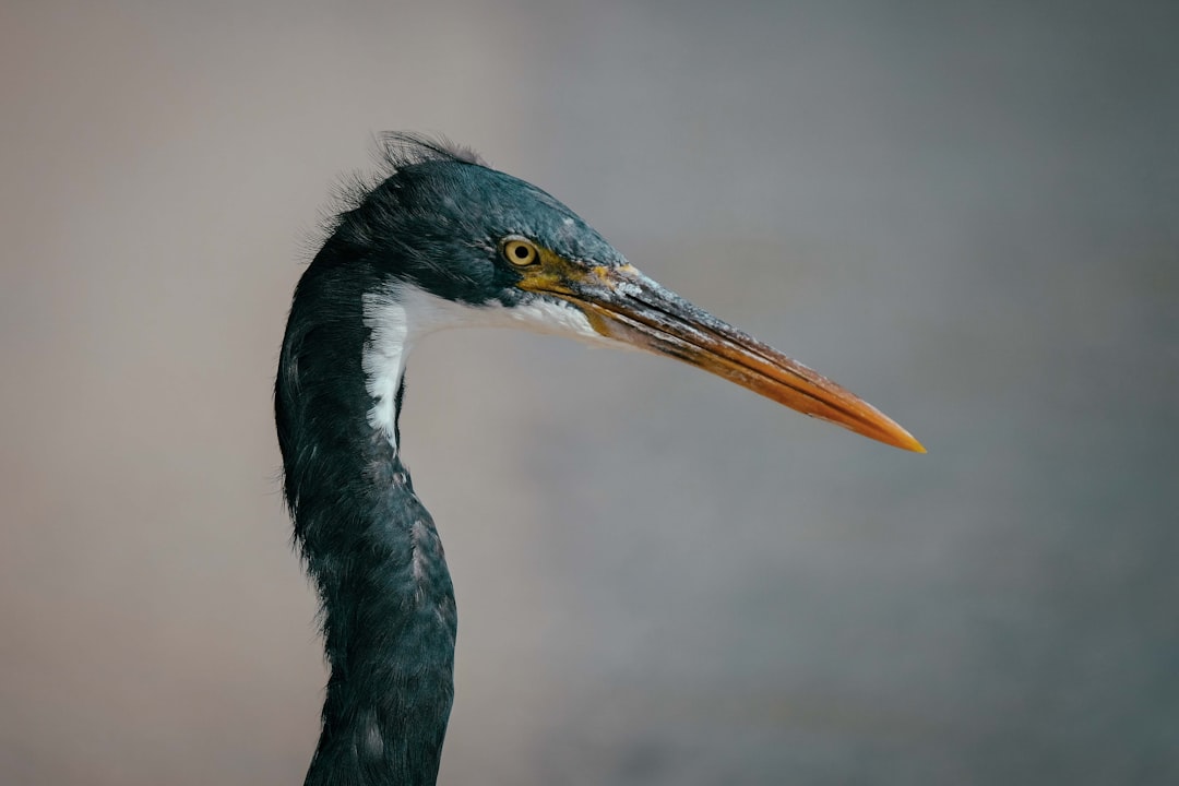 black long-beak bird