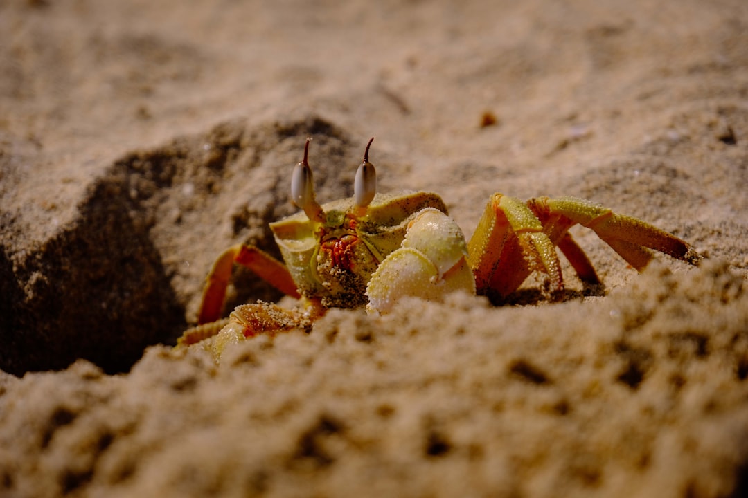 brown crab crawling on sand