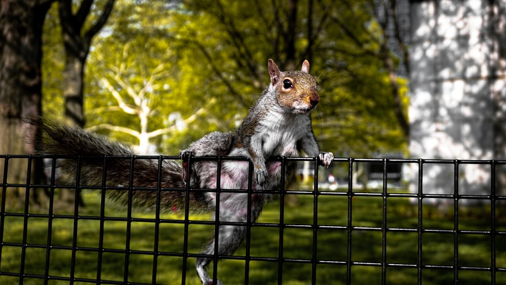 grey squirrel on black metal fence