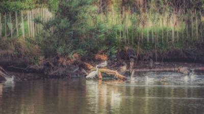 Ducks and chickens roaming freely near a pond teeming with fish and surrounded by native plants.