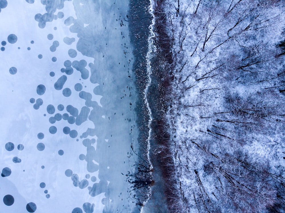 aerial view of forest