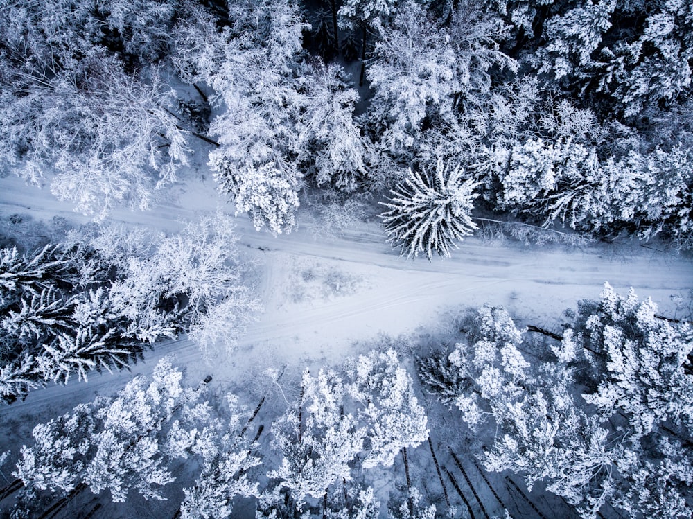 bird's eye view photo of trees