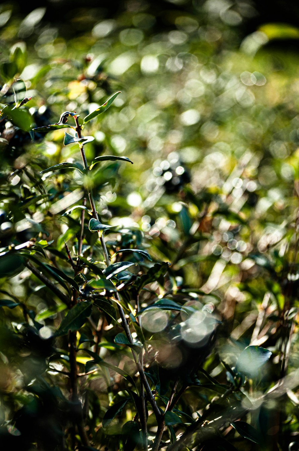 green-leafed plant